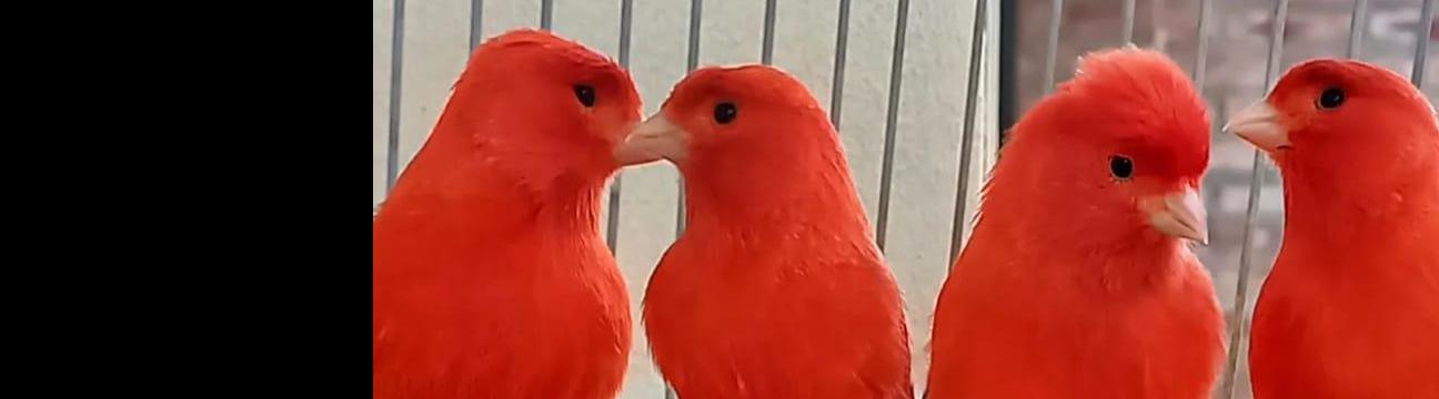 Canarios factor rojo