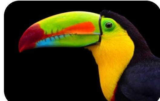 Comunidad Valenciana aves y ex&oacute;ticos 