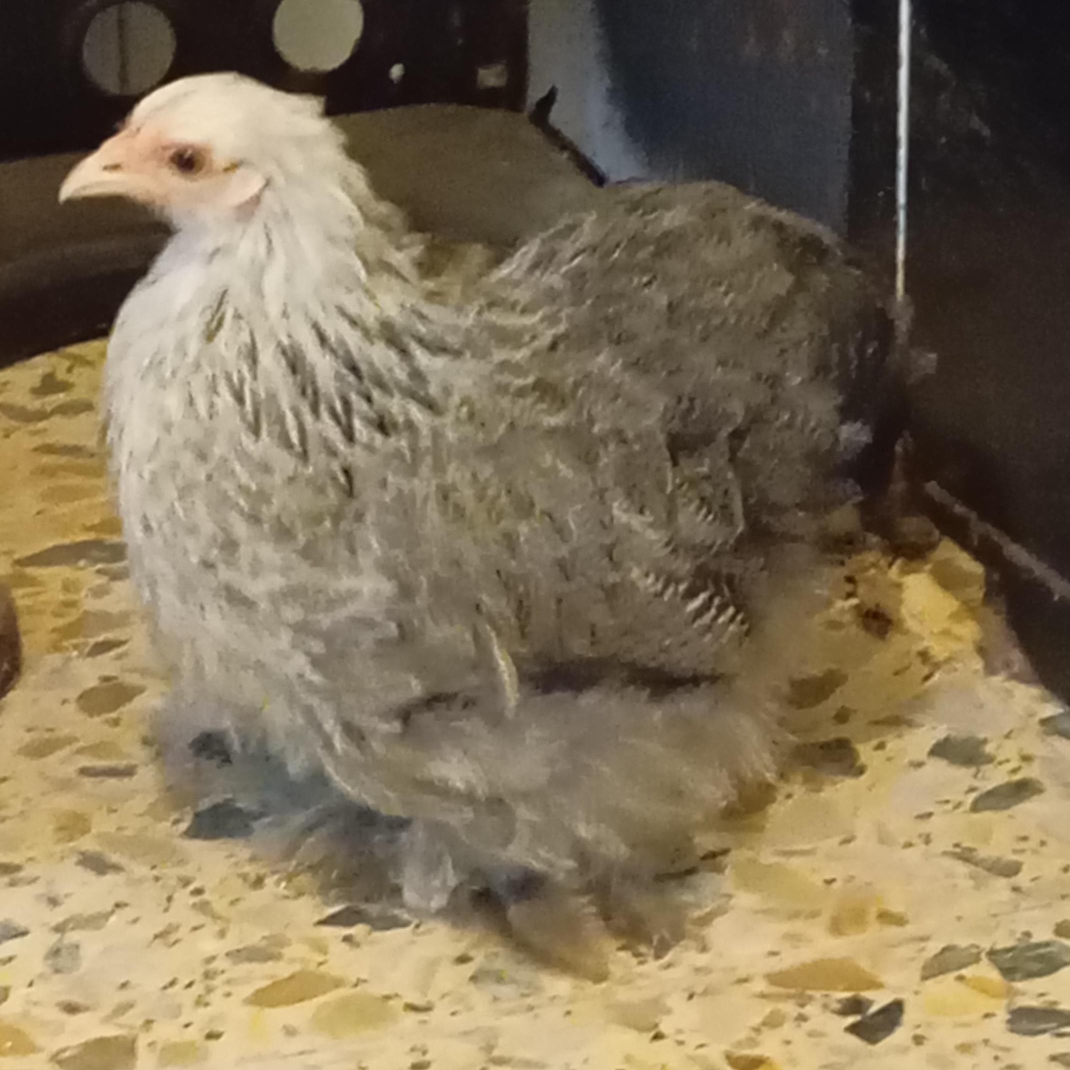 Pek&iacute;n mallado 