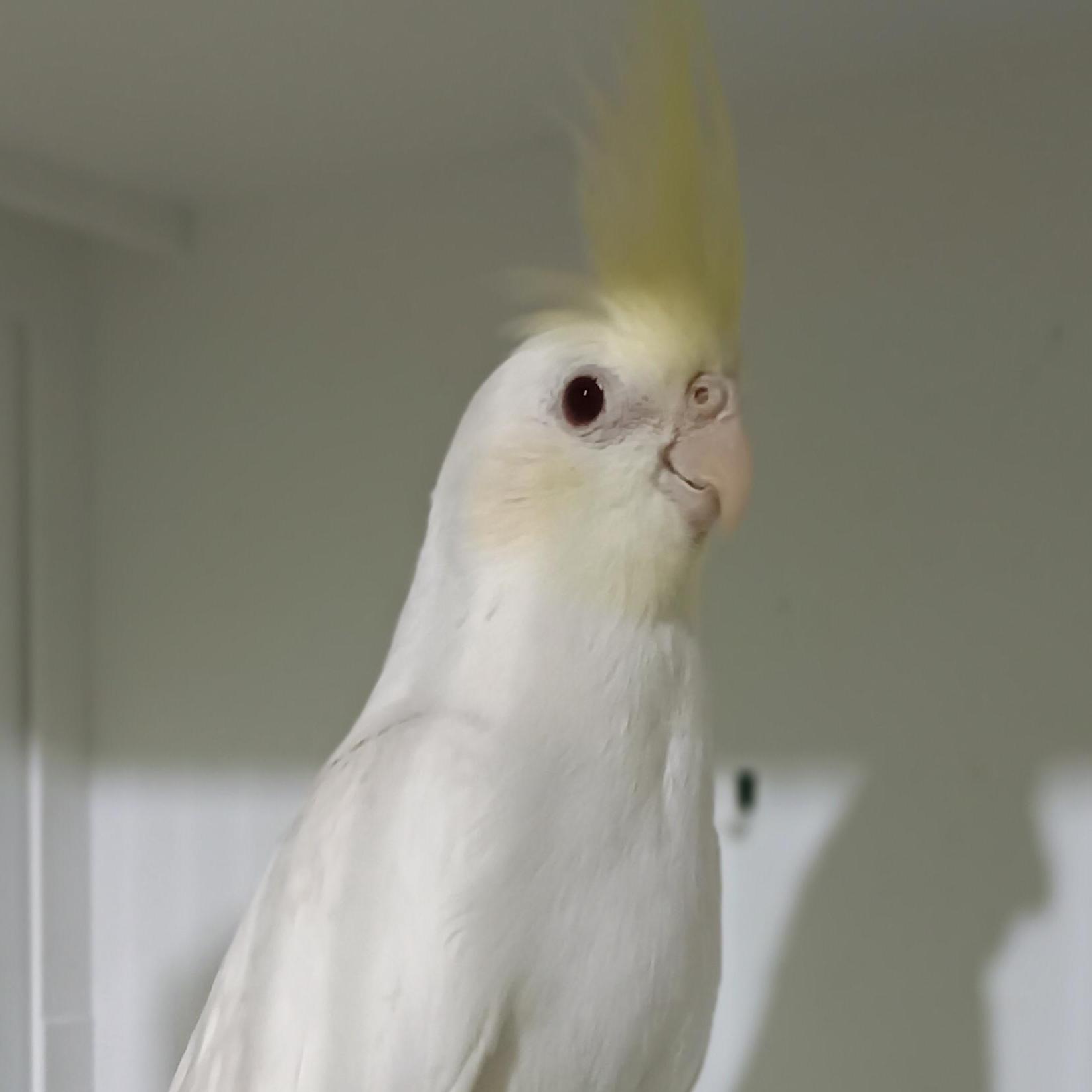 PEQUE&Ntilde;AS PSITACIDAS ,CESION, B&Uacute;SQUEDA DE AVES  Y DUDAS E INFORMACI&Oacute;N 
