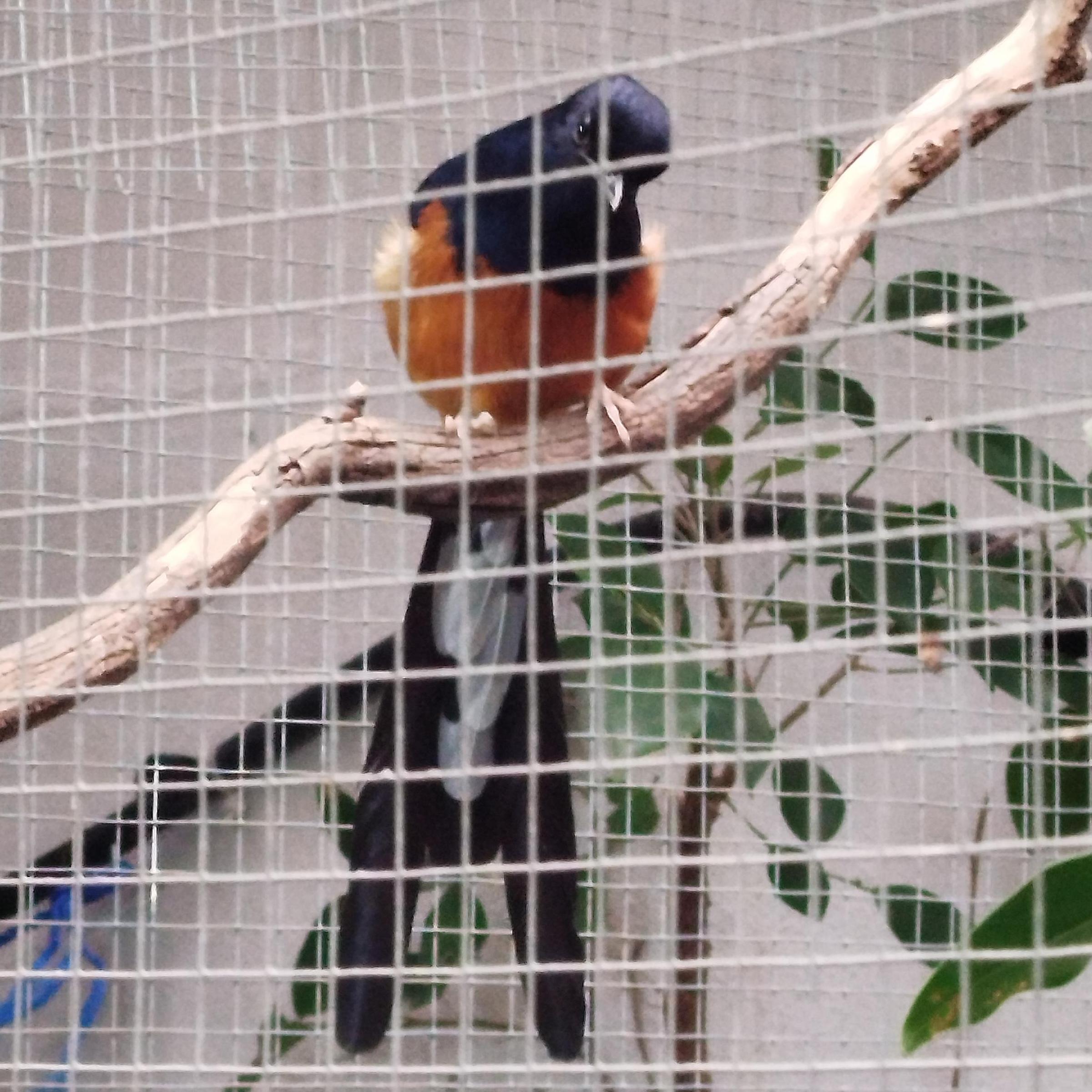 Aves insect&iacute;voras 