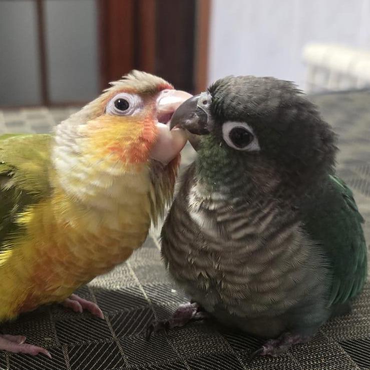 Juan Manuel Mu&ntilde;oz Mellado