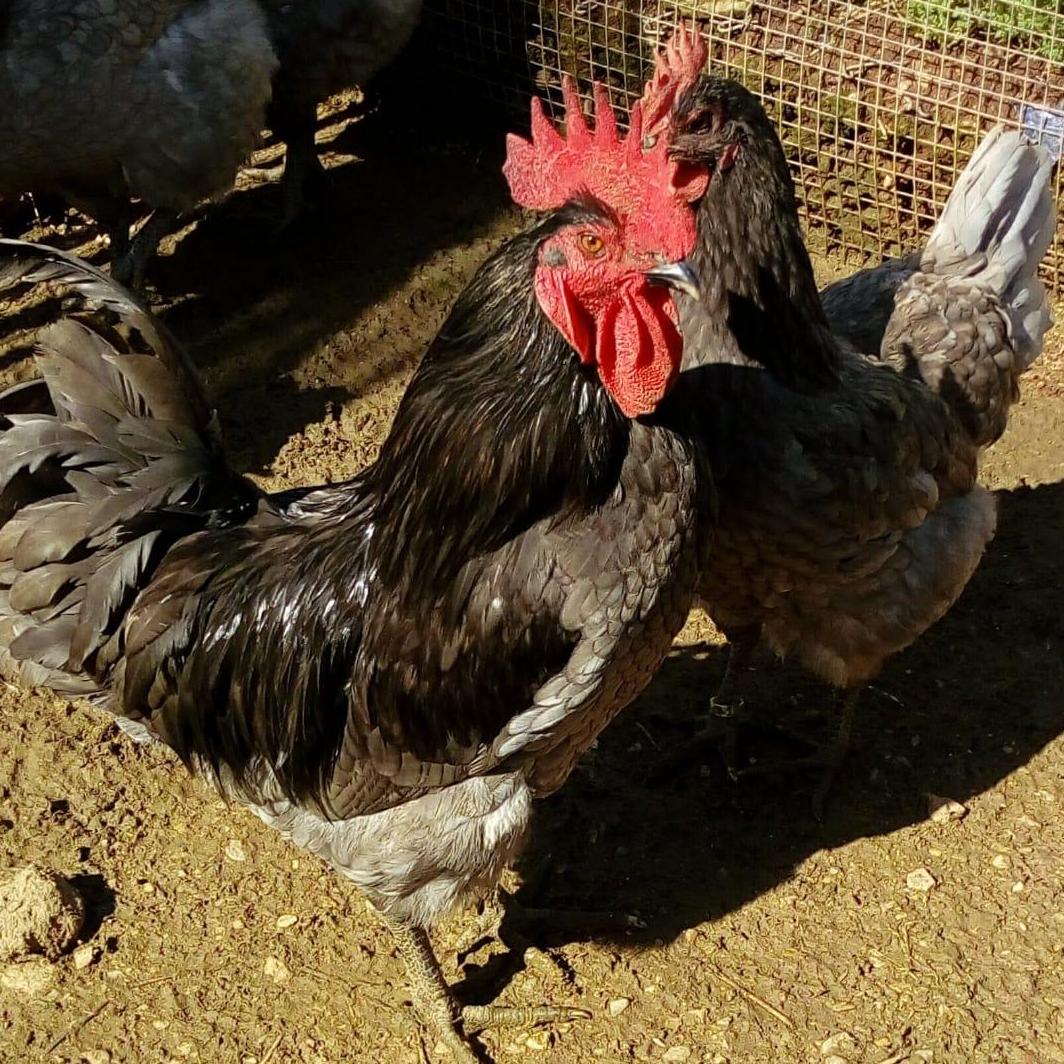 Extreme&ntilde;a azul 