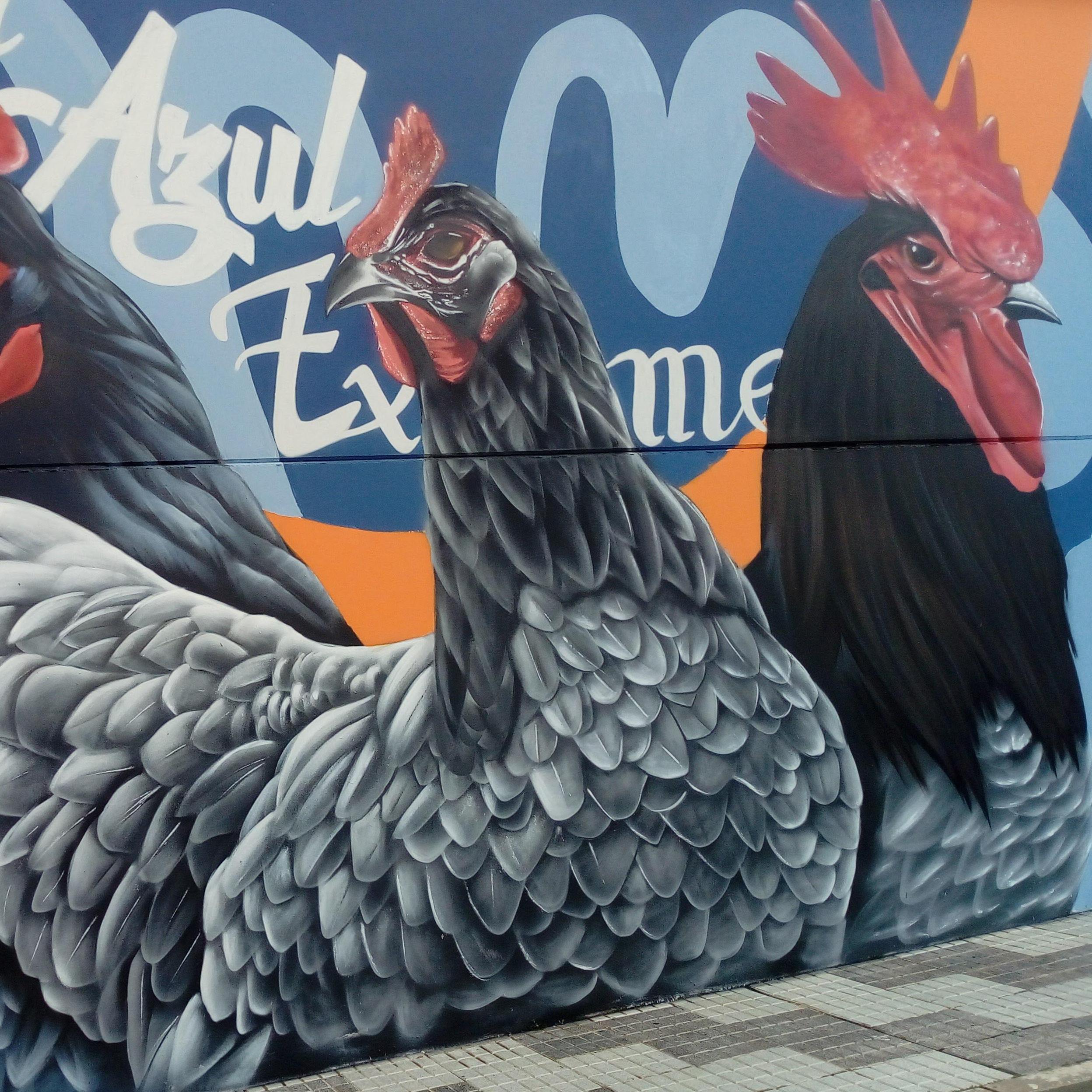 Gallinas de raza y huevos fertiles 