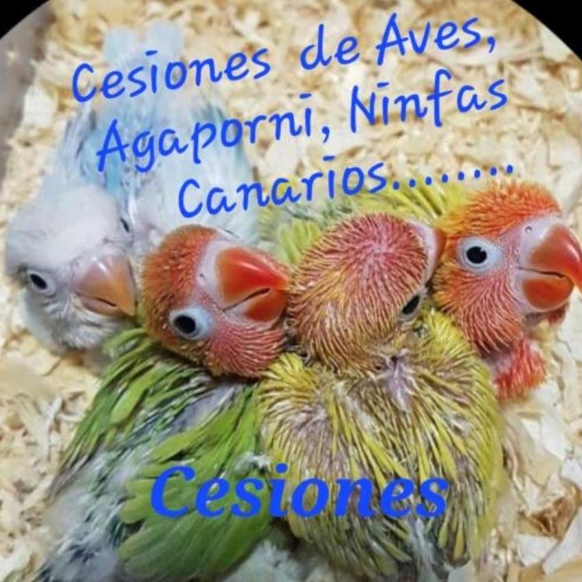 Cesiones de Aves, Agapornis, ninfas, canarios.....