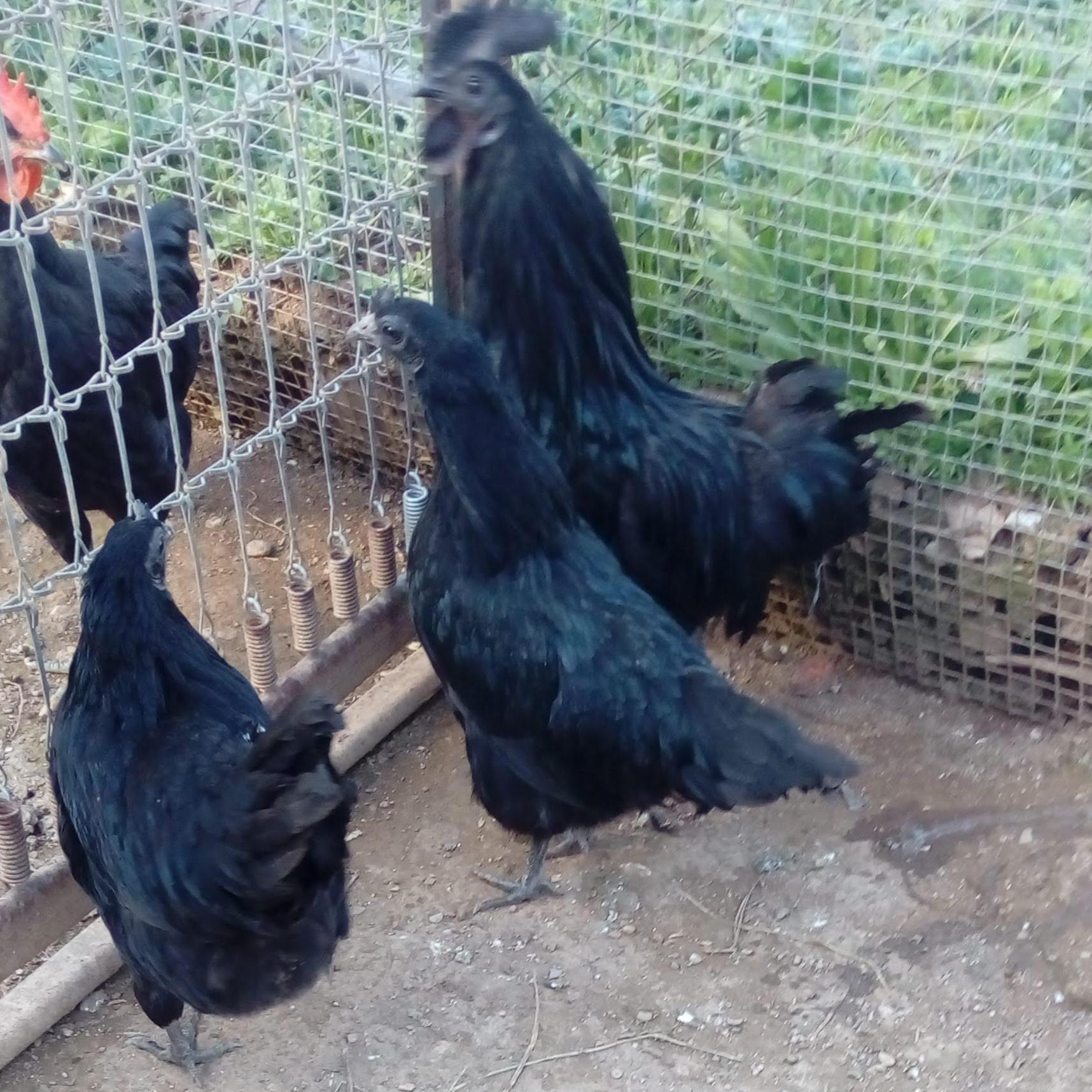Ayam cemani 