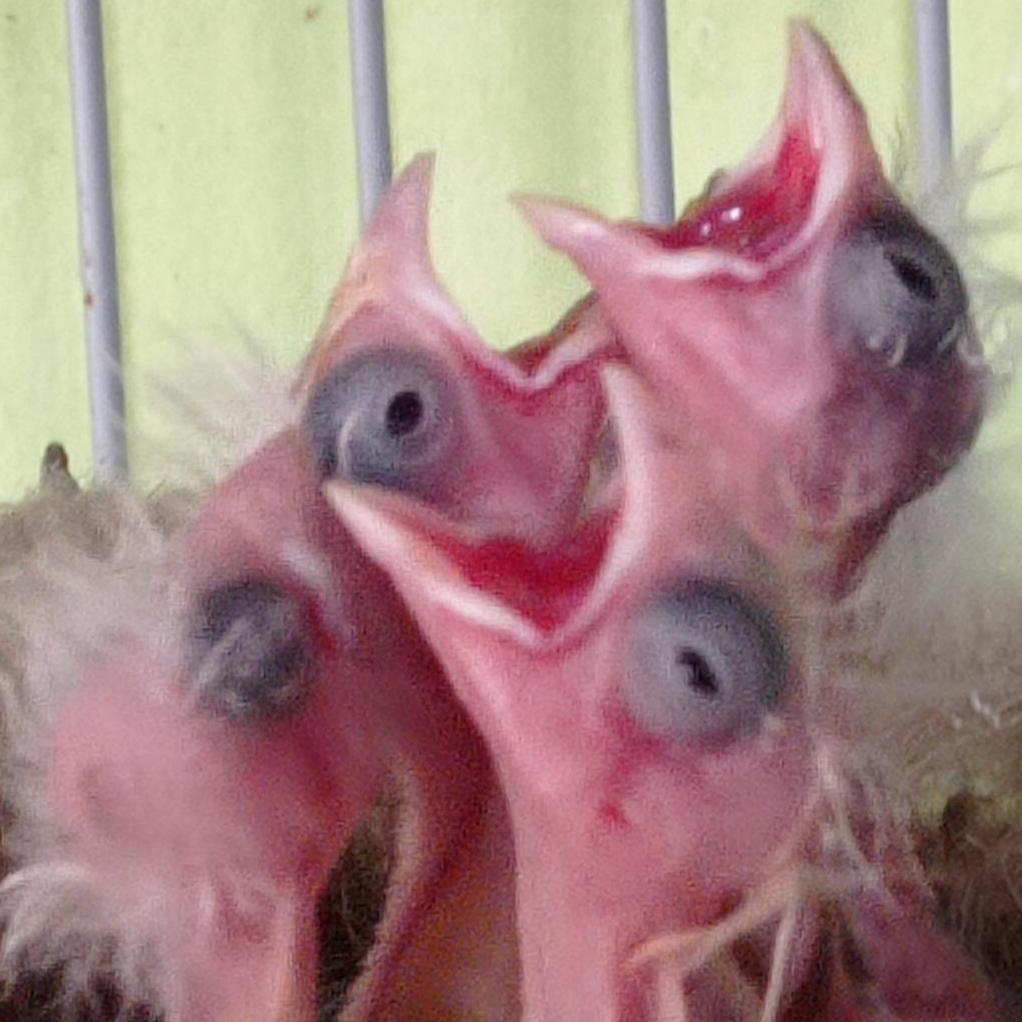 Cantor espa&ntilde;ol