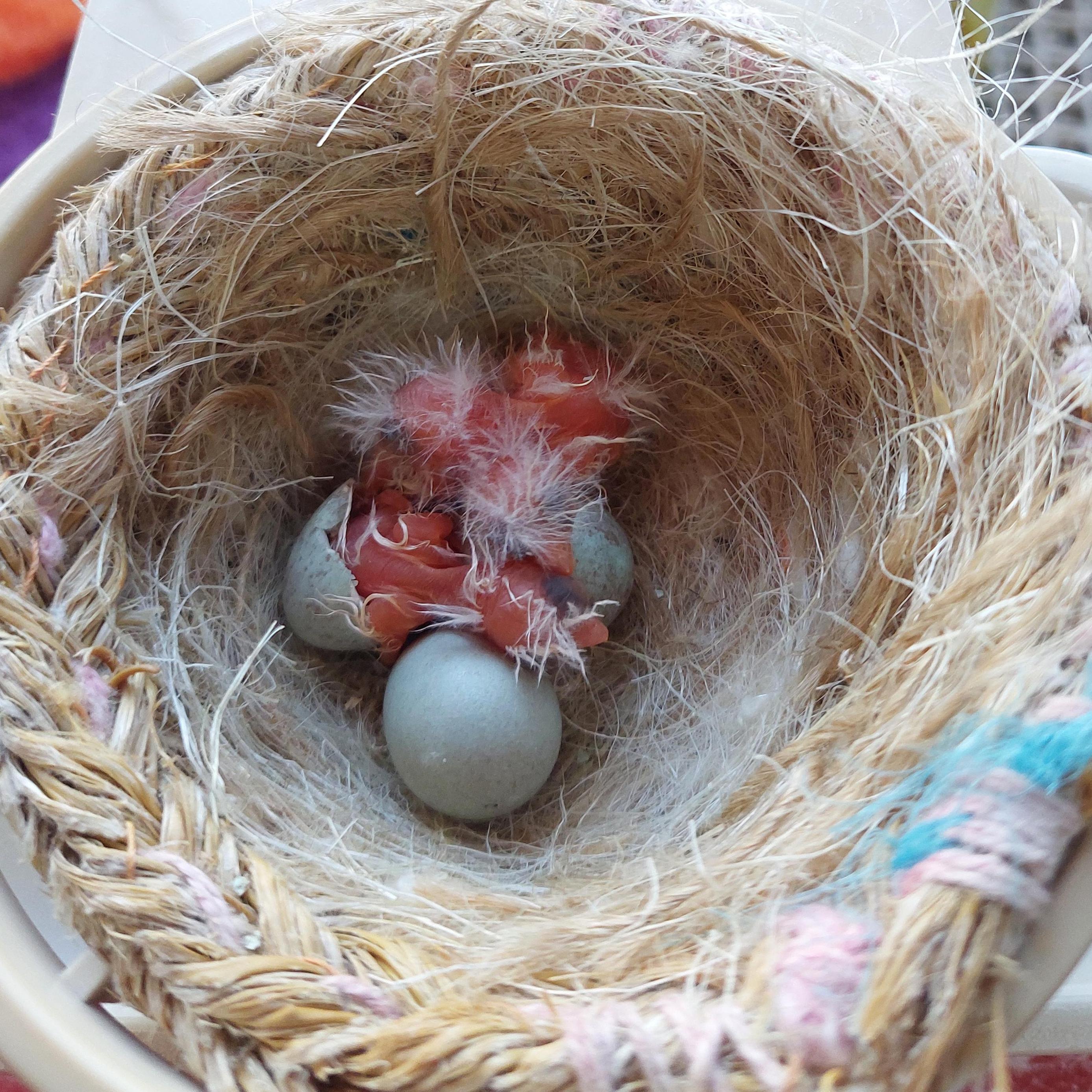 Jose Manuel  Montesino Recio 