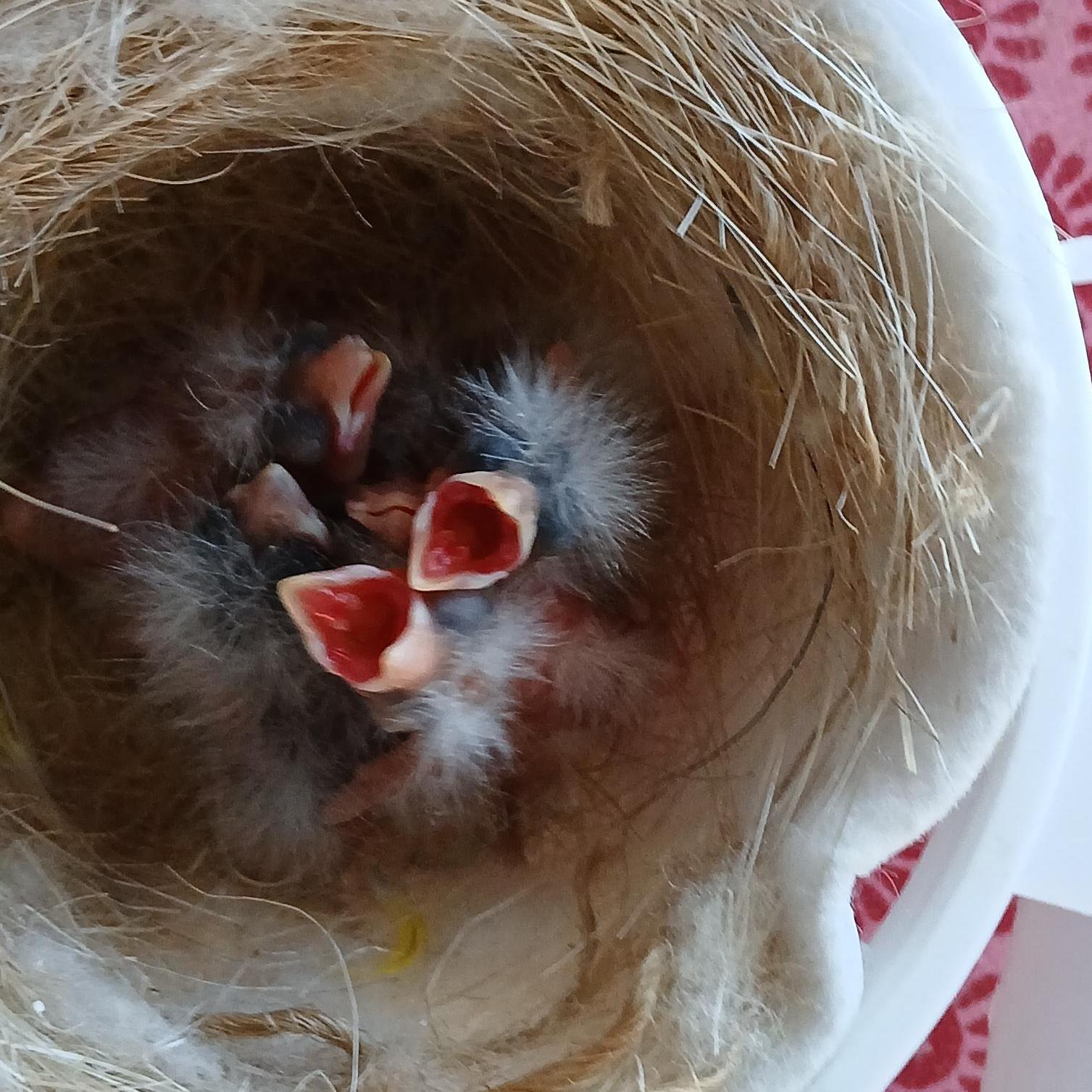 JOAQU&Iacute;N  LARROSA MENARGUES 