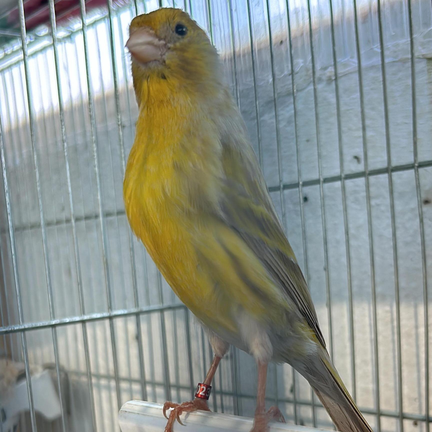 Victor Dom&iacute;nguez &aacute;lvarez